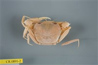 藏品(休氏聲蟹)的圖片